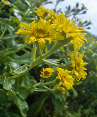 Sea-beach groundsel (Senecio pseudoarnica) on the sea meadows (seagrass meadow, oceanic sedge-herb-gramineous Kamchatka tall meadow) of the Sea of Japan. Sakhalin. Flowers in close-up