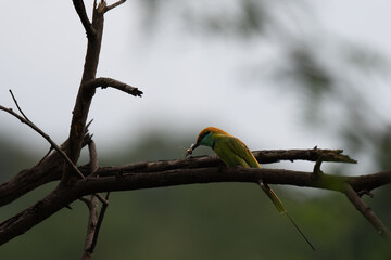 A vivid green bee eater bird perched on a dry tree branch, holding a captured insect in its beak....