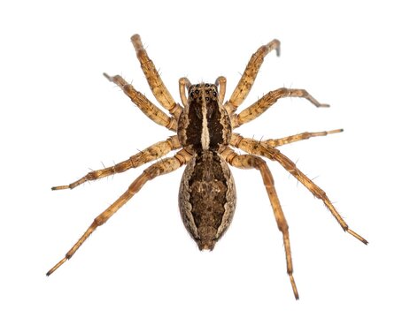 Close-up of a brown spider, dorsal view