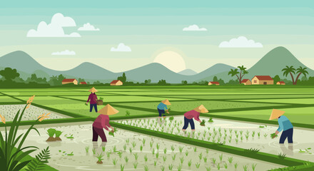 Asian farmers in rice fields at sunrise with mountains in background. Vector illustration