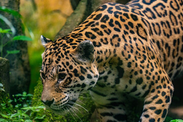 leopard in the zoo
