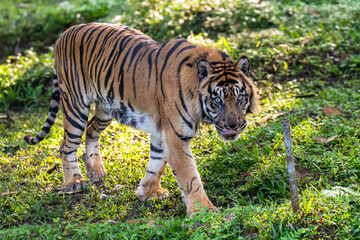 tiger in the jungle
