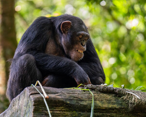 Chimpanzee Resting on a Wooden Log in a Lush Green Forest