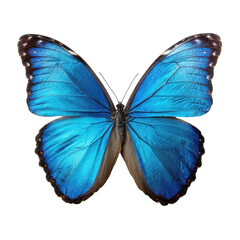Obraz premium Vibrant blue butterfly showcasing its stunning wings in natural light