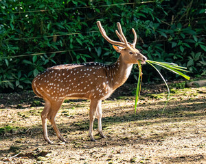 white tailed deer