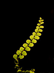 single branch of a maidenhair spleenwort in complete darkness