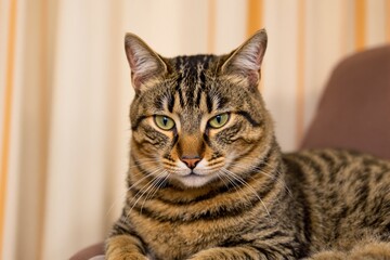 Obraz premium Focused tabby cat rests on a brown surface.