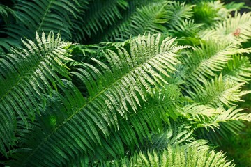 Bright Green Fern Leaves Growing in the Forest