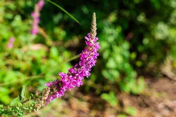 Purple loosestrife flower growing in summer meadow