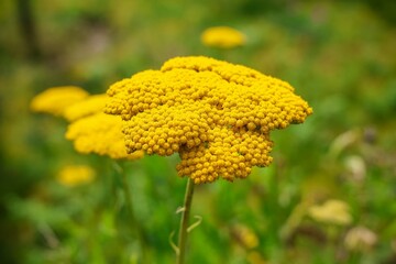 Yellow yarrow flowers blooming in a meadow