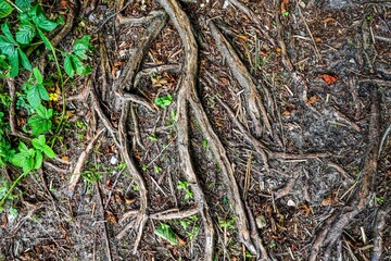 Large roots growing on the ground in nature
