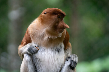 Portrait of a Proboscis Monkey