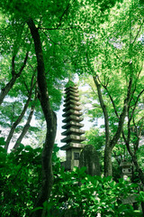 Fototapeta premium 柳谷観音楊谷寺の花手水