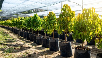 Inspired Mango Tree Seedlings Thriving in Nursery Cultivating Future Orchards