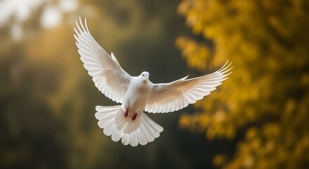 Obraz premium A pure white dove soars gracefully, a messenger of peace and freedom, flying through a warm autumn landscape.