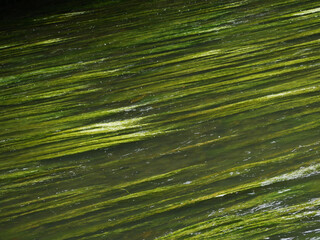 fresh green long river plants drifting in the water flow in parallel lines