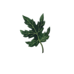 A watercolor illustration of a bright green watermelon leaf on a white background. This vibrant and detailed artwork captures the natural texture and shape of the leaf, making it perfect for botanical