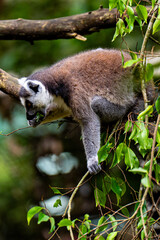 close up of a lemur