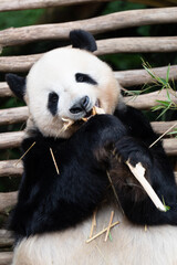 giant panda eating bamboo
