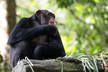 A close-up of a chimpanzee enjoying a meal