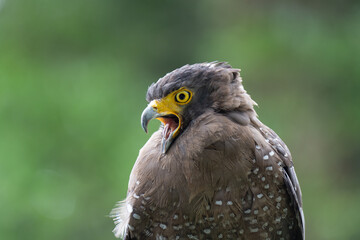 Close-Up of a Hawk Calling on a Bright Green Background