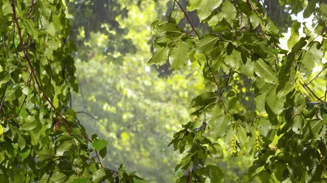 LD Tree branches moving in the rainfall