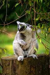 Fototapeta premium lemur on tree