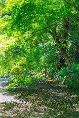 Fototapeta premium 京都の西山のお寺