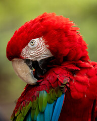 close up of a red parrot