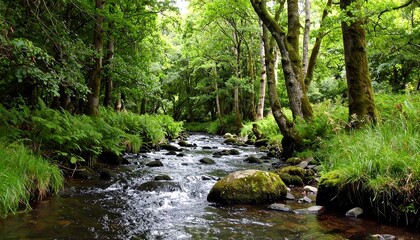 Lush forest stream (3)