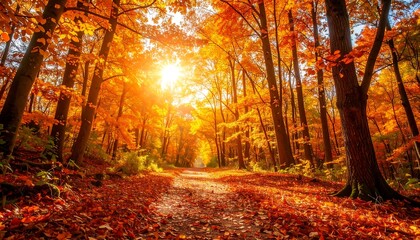 Obraz premium Autumn forest path, sunlit