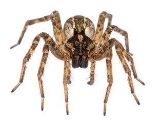 Close-up of a large spider, light brown and dark brown patterned body, eight spidery legs outstretched, centered against a white background