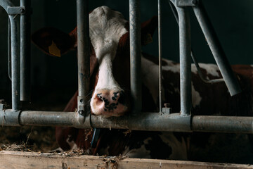 Cow resting in barn stall looking through metal fence