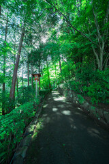 Fototapeta premium 京都の善峯寺の風景