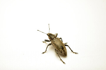 Gray beet weevil on a white background.