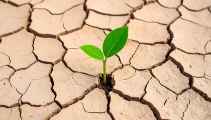 Cracked Earth with Lone Green Sprout Emerging