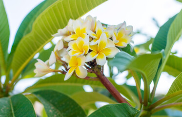 Plumeria flowers bloom beautifully. Selective focus.
