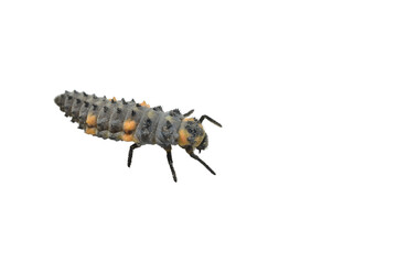 Larva of the seven-spotted ladybird, the most numerous, trans-Palaearctic species of ladybird, on a white background.