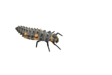Larva of the seven-spotted ladybird, the most numerous, trans-Palaearctic species of ladybird, on a white background.