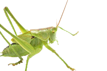 The green grasshopper, or common grasshopper, is a species of insect from the family True grasshoppers on a white background.