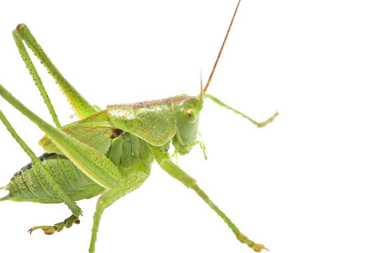 The green grasshopper, or common grasshopper, is a species of insect from the family True grasshoppers on a white background.