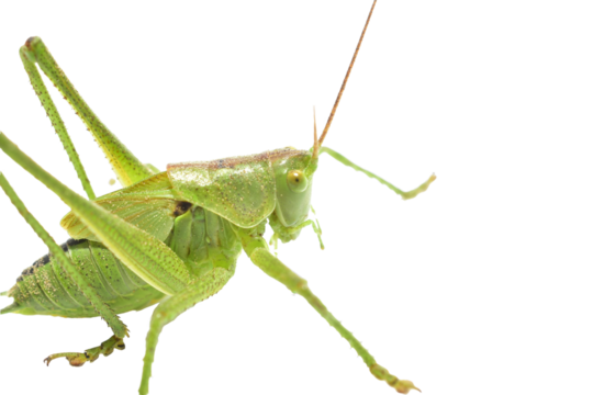 The green grasshopper, or common grasshopper, is a species of insect from the family True grasshoppers on a white background.
