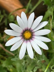 white African daisy flower