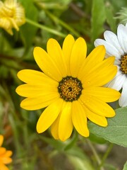 yellow daisy flower