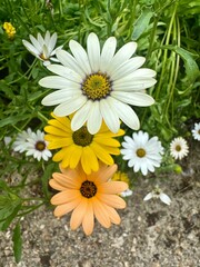 African daisies in a garden