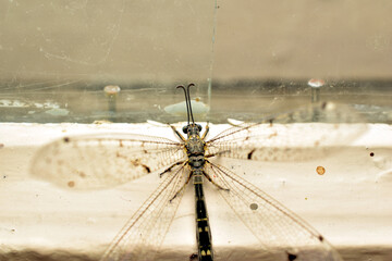 An antlion, an insect with transparent mesh wings, from the antlion family, sits on a dirty window.