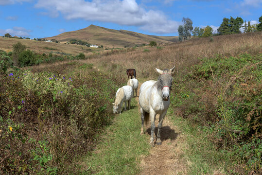 Horse with fly masks at Mountain Splendour