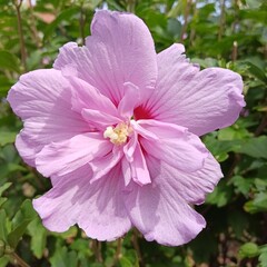 Pink Hibiscus flower with red center 1