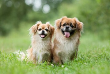 two dogs on the grass