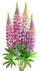 Fototapeta premium Colorful Lupine Flowers in Full Bloom, Beautiful and Delicate Plant Arrangement